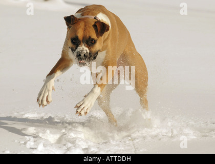 A mixed breed boxer American Bulldog playing in fresh snow in the USA. Stock Photo