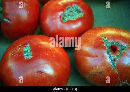 close up of large tomatoes on market in perigueux, dordogne, France Stock Photo