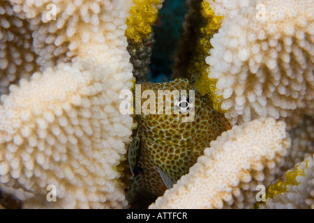 Male shortbodied blenny, Exallias brevis, Hawaii. Stock Photo