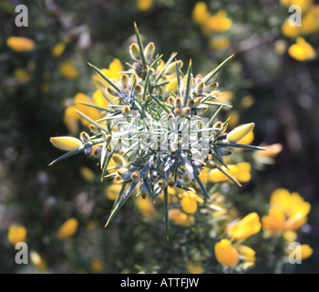 'A close up of a gorse bush in flower in March' Stock Photo