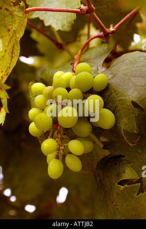Close up small cluster of grapes growing on vine Vitus vinifera Stock Photo