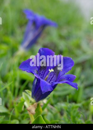 Trumpet gentian (Gentiana acaulis) Stock Photo