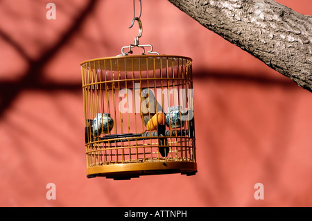 Caged bird in Beijing, China. 03-Mar-2008 Stock Photo