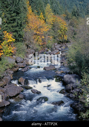 Autumn leaves border a clear icy mountain stream in the Cascade Mountains near Oakridge Oregon Stock Photo