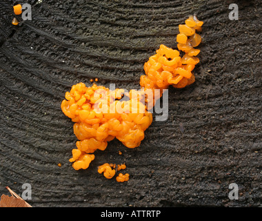 Orange jelly fungus, Dacrymyces palmatus Stock Photo