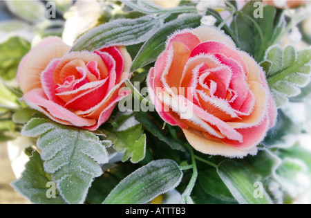 two frost covered roses Stock Photo