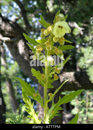 Nepal poppy (Meconopsis napaulensis) Stock Photo