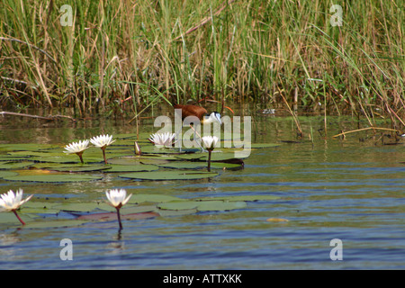 African Jacana Walking on water Stock Photo