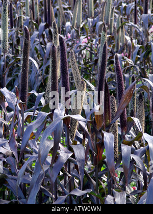 Perl millet (Pennisetum glaucum 'Purple Majesty' syn. Pennisetum americanum 'Purple Majesty') Stock Photo