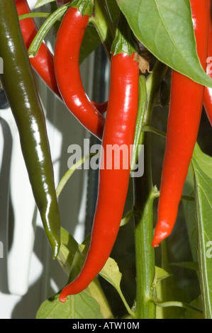 Chilli Pepper, (Capsicum frutescens) plant with ripening peppers Stock Photo
