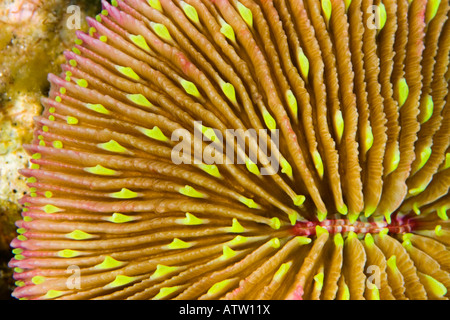 Mushroom coral, Fungia scutaria, is unique in the coral world in that it does not attach itself to the bottom, Fiji. Stock Photo