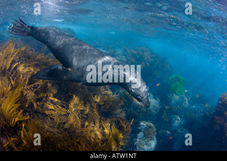 Endemic Guadalupe Fur Seals, Arctocephalus townsendi, photographed in the shallows off Guadalupe Island, Mexico. Stock Photo
