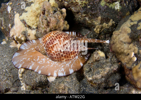 A partridge tun shell, Tonna perdix, moving about the reef at night, Hawaii. Stock Photo