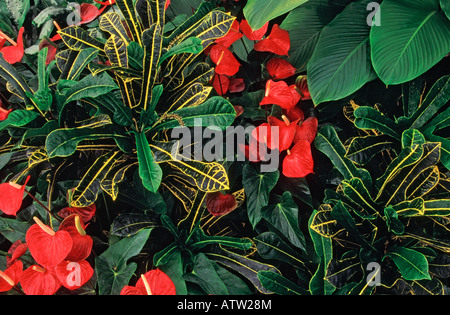 Codiaeum Variegatum 'Prince of Wales' with Anthurium 'Red Love' (Common names respectively: Croton and Flamingo flowers) Stock Photo