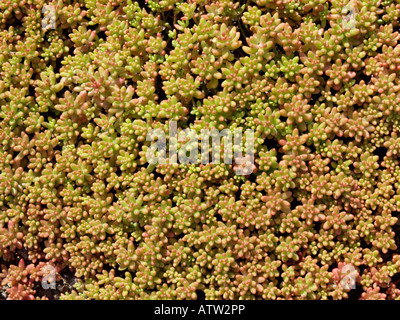 White stonecrop (Sedum album 'Coral Carpet') Stock Photo