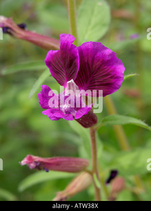 Clammy cuphea (Cuphea viscosissima) Stock Photo