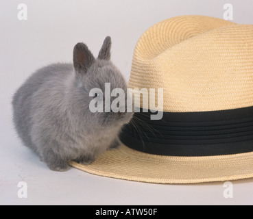 Young Rabbit and Panama Hat Stock Photo