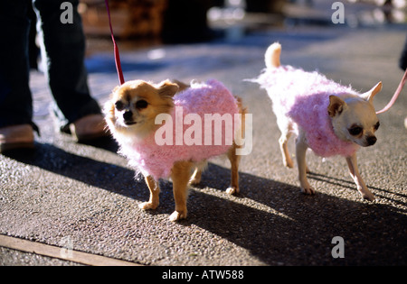 Two small dogs in pink sweaters Stock Photo