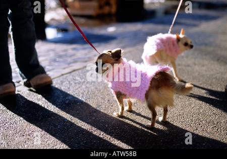 Two small dogs in pink sweaters Stock Photo