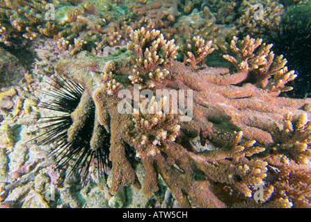 Damaged 'table coral' Acropora valenciennesii with upward growing regeneration Daymaniyat Islands Gulf of Oman Stock Photo
