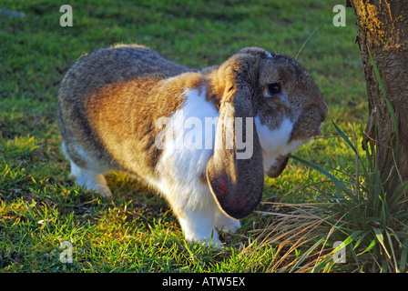 Cute rabbit with long ears Stock Photo