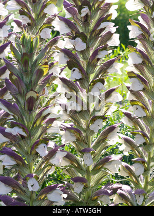 Spiny bear's breeches (Acanthus spinosus)