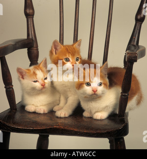 Ginger Kitten Trio Sitting on Childs Chair Stock Photo