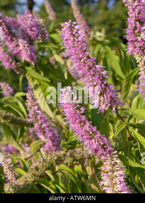 Mint bush (Elsholtzia stauntonii) Stock Photo