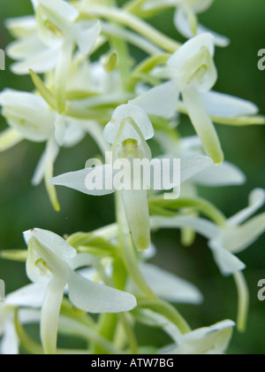 Greater butterfly orchid (Platanthera chlorantha) Stock Photo