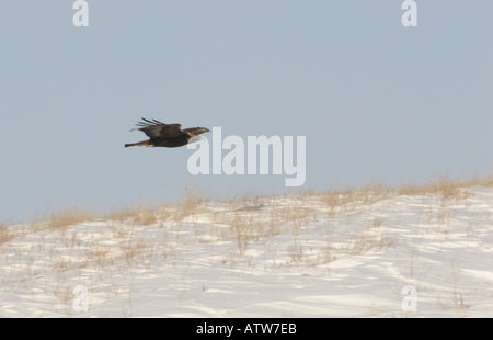 Golden Eagle flying over field in Qu Appelle Valley in scenic Sakatchewan Canada Stock Photo