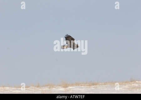 Golden Eagle flying over field in Qu Appelle Valley in scenic Sakatchewan Canada Stock Photo