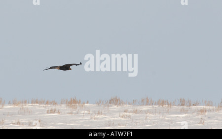 Golden Eagle flying over field in Qu Appelle Valley in scenic Sakatchewan Canada Stock Photo