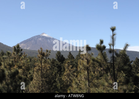 View of Teide from the Corona forestal area in the Oratava valley Tenerife Canary islands Spain Stock Photo