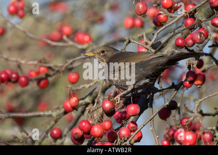 Female blackbird eating winter fruits Stock Photo