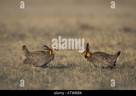 Greater Prairie-Chicken males, Tympanuchus cupido, courtship display. Stock Photo