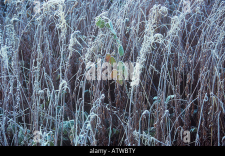 Stems of dried winter Rosebay willowherb covered in frost and punctuated by green and orange leaves of Blackberry Stock Photo