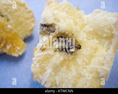 Close up of a Wireworm found inside a cooked white potato Stock Photo