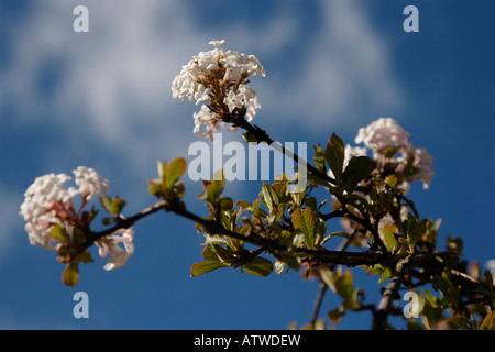 VIBURNUM JUDDII CAPRIFOLIACEAE SHRUB PLANT HARDY IN BLOSSOM IN FEBRUARY Stock Photo