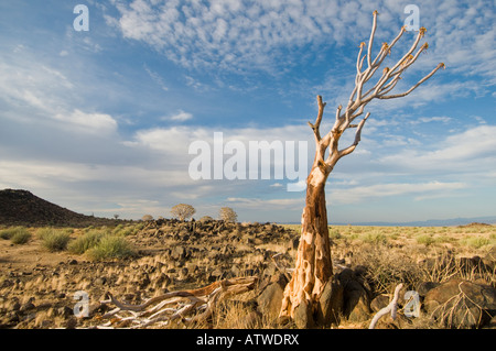 Quiver tree which gets its name that the San people or Bushman make quivers for the arrows from it Stock Photo