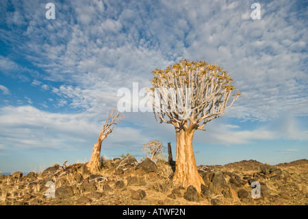 Quiver tree which gets its name that the San people or Bushman make quivers for the arrows from it Stock Photo