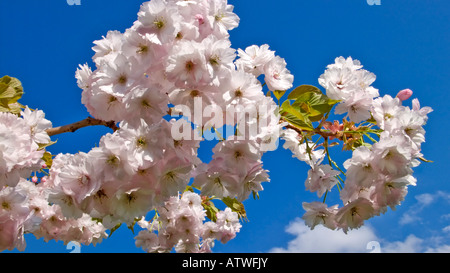 Spring Cherry blossom on a perfect day Stock Photo