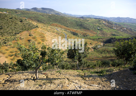 Carob Trees (Ceratonia siliqua) growing in the Valle de Abdalajis -Andalucia - Spain Stock Photo