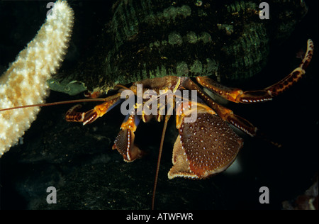 Alaskan Hermit Crab Pagurus ochotensis Pacific Stock Photo