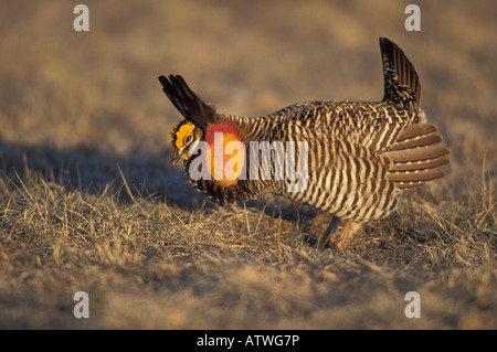 Greater Prairie-Chicken male, Tympanuchus cupido, courtship display. Stock Photo