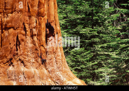 Giant Sequoia and young pines in the Giant Forest Sequoia National Park California Stock Photo