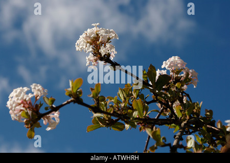 VIBURNUM JUDDII CAPRIFOLIACEAE SHRUB PLANT HARDY IN BLOSSOM IN FEBRUARY Stock Photo