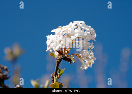 VIBURNUM JUDDII CAPRIFOLIACEAE SHRUB PLANT HARDY IN BLOSSOM IN FEBRUARY Stock Photo