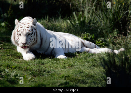 Albino Tiger Basking in the Sun Stock Photo