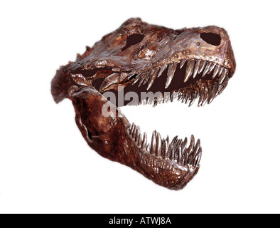 Tyrannosaurus Rex Skull Stock Photo