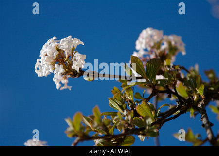 VIBURNUM JUDDII CAPRIFOLIACEAE SHRUB PLANT HARDY IN BLOSSOM IN FEBRUARY Stock Photo